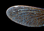 Dragonfly wing