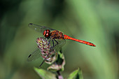 Male Ruddy Darter Dragonfly