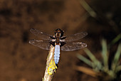 Male broad-bodied chaser