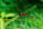 Male ruddy darter dragonfly