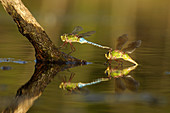 Green darner dragonflies