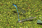 Variable damselflies