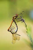 Common darter dragonflies