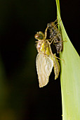 Common darter dragonfly metamorphosis