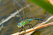 Female emperor dragonfly