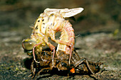 Dragonfly metamorphosis
