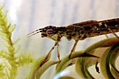 Damselfly nymph