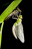 Emperor dragonfly metamorphosis