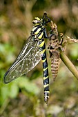 Sombre goldenring dragonfly metamorphosis