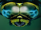 Macrophotograph of compound eyes of dragonfly