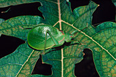 Large green bush cricket on papaya leaf