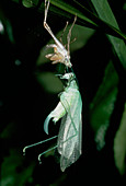 Green bush cricket shedding skin