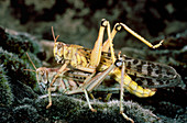 Desert locust