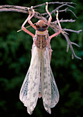 Metamorphosis of desert locust