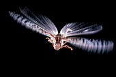Macrophotograph of a flying desert locust