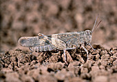 Grasshopper,Oedipoda,camouflaged on the ground