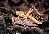 Image of the copulation of two desert locust
