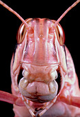 Macrophotograph of the head of a desert locust