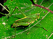 Agriacis scabra grasshopper in rainforest,Ecuador