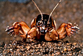 Macrophoto of a mole cricket,Gryilotalpa sp