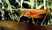 Meadow grasshopper,SEM