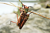 Milkweed locusts