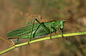 Great green bush-cricket