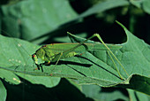 Bush cricket on a leaf