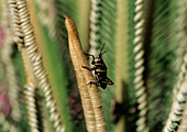 Eastern lubber grasshopper nymph