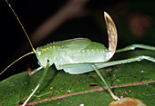 Bush cricket with ovipositor