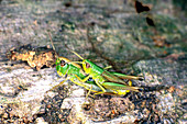 Meadow grasshoppers mating