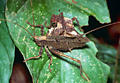 Mating dead-leaf bush crickets