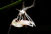 Bush cricket metamorphosis