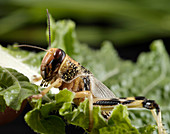 Desert locust nymph