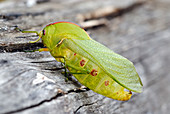 Male bladder grasshopper