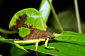 Leaf mimic bush cricket