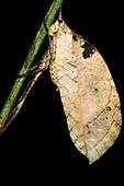 Leaf mimic bush cricket on a twig