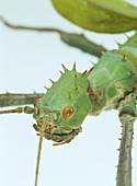 Stick insect head