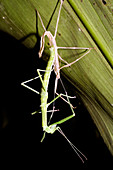 Stick insect moulting