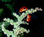 Seven spotted ladybird and stinging nettle plant