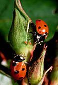 Adult seven-spotted ladybird eating aphid