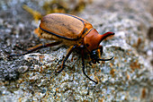 Macrophoto of rhinocerous beetle