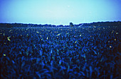 Fireflies over a Wisconsin cornfield