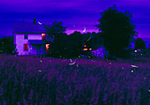 Fireflies over a farmyard in Iowa