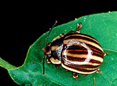 A leaf beetle from Ecuador