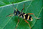 Beetle,Clytus arietis,mimicking warning colours