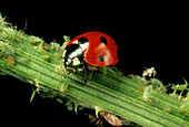 Adult seven-spotted ladybird feeding on an aphid