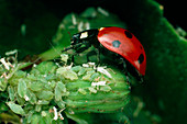 Adult seven-spotted ladybird feeding on an aphid
