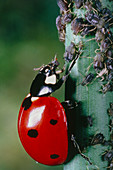 Macrophoto of a ladybird beetle feeding on aphids