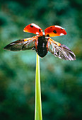 Ladybird beetle taking-off from a blade of grass